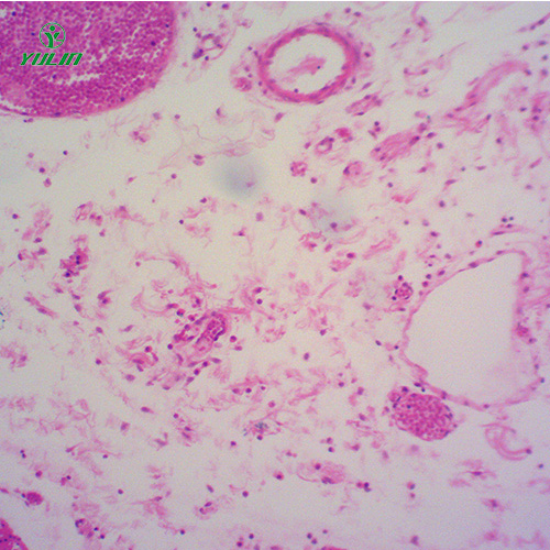 广东组织学结缔组织实验玻片