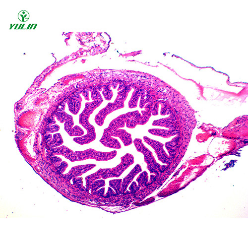 广东人体组织学上皮组织生物玻片
