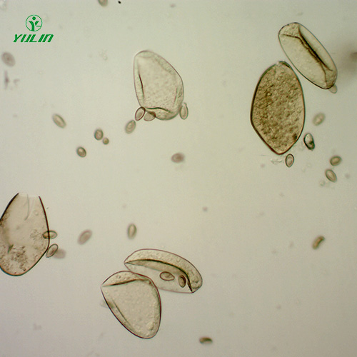 广东植物线虫学玻片