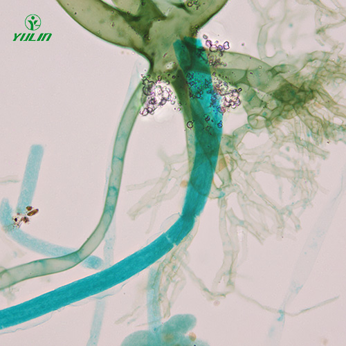 广东真菌、接合菌植物病理玻片