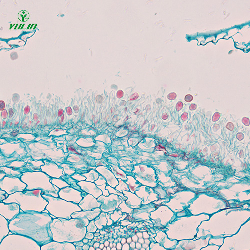广东担子菌、半知菌植物病理玻片