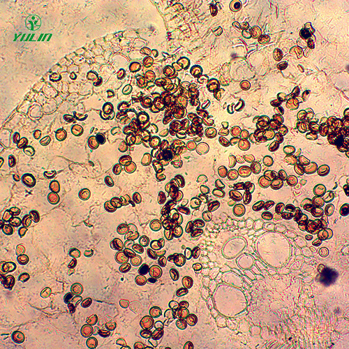 广东杂粮薯类植物病害生物玻片